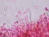 Nectriopsis tubariicola image