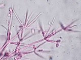 Nectriopsis tubariicola image