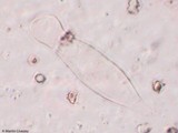Inocybe tahquamenonensis image