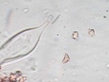 Inocybe tahquamenonensis image