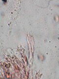 Inocybe tahquamenonensis image