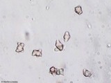 Inocybe tahquamenonensis image