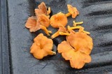 Cantharellus ignicolor image
