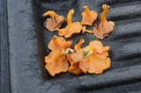 Cantharellus ignicolor image