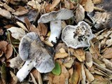 Tricholoma griseoviolaceum image