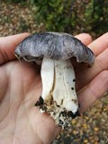 Tricholoma griseoviolaceum image