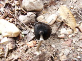Coprinus xerophilus image