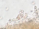 Pseudomerulius curtisii image