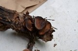 Galiella rufa image