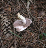 Agaricus silvicola image