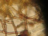 Tomentella bryophila image