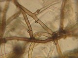 Tomentella bryophila image