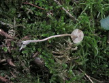 Baeospora myosura image