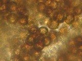 Elaphomyces granulatus image