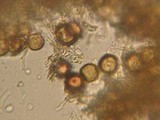 Elaphomyces granulatus image