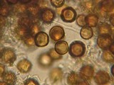 Elaphomyces granulatus image