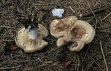 Clitopaxillus alexandri image