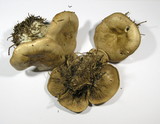 Clitopaxillus alexandri image