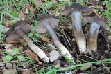 Entoloma ferruginans image