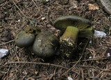 Cortinarius atrovirens image