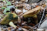 Boletus subtomentosus image