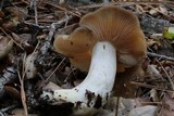 Entoloma lividoalbum image
