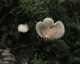 Crepidotus applanatus image