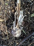 Battarreoides diguetii image