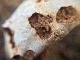 Battarreoides diguetii image