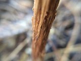 Battarreoides diguetii image