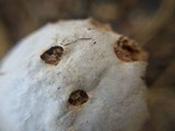 Battarreoides diguetii image