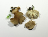 Crepidotus applanatus image