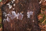 Punctularia atropurpurascens image