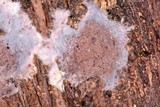 Punctularia atropurpurascens image