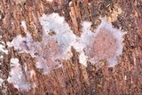 Punctularia atropurpurascens image