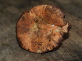 Gloeocantharellus purpurascens image