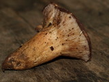 Gloeocantharellus purpurascens image