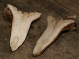 Gloeocantharellus purpurascens image