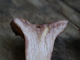 Gloeocantharellus purpurascens image