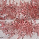 Inocybe geophylla var. lilacina image