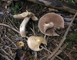 Hebeloma velutipes image