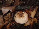 Agaricus impudicus image