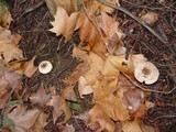 Agaricus impudicus image