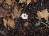 Agaricus impudicus image