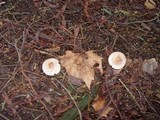 Agaricus impudicus image