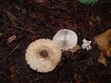 Agaricus impudicus image