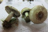 Agaricus dulcidulus image
