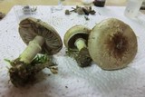 Agaricus dulcidulus image