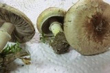 Agaricus dulcidulus image