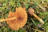 Cortinarius pratensis image